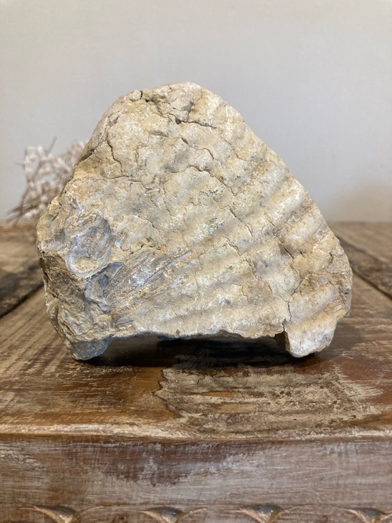 Fossilized Shell Chunk Stone Decor - Picture 10 of 11